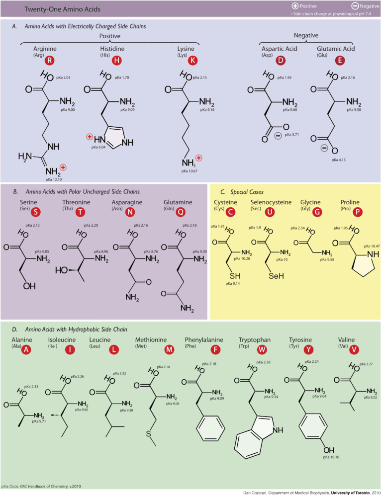 Essenzielle aminosäuren - chemische strukturen - www. David. Care